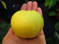 melon_sakatas_sweet_0.webp