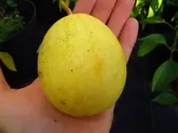 melon_golden_midget.webp