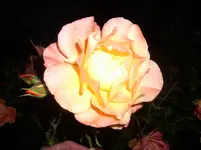 IMG_5993.webp