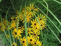 159.webp