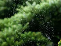 _Spnnenweb im Regen.webp