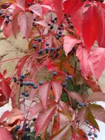 Wilder Wein.webp