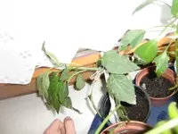 CIMG3598.webp
