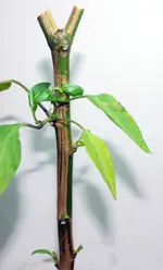 DSC_9175.2.webp