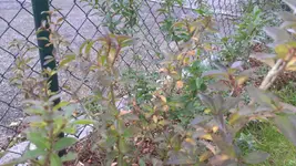 IMAG0126.webp