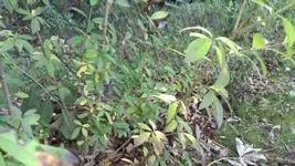 IMAG0127.webp