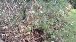 IMAG0128.webp