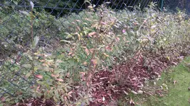 IMAG0129.webp
