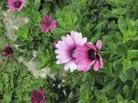 008.webp