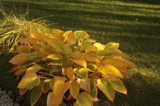 IMG_2540_kl.webp