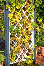 Wein reift_400.webp