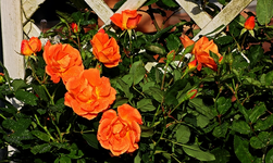 Orange Dawn Ende September_600.webp