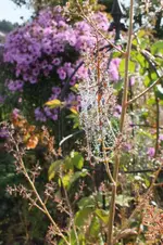 federmohn.webp