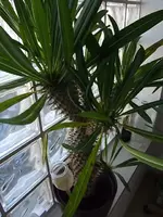 DSCF3524.webp