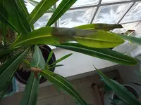 DSCF3525.webp