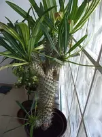 DSCF3526.webp