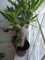 DSCF3527.webp