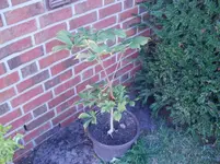 P9230105.webp