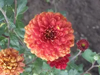 002.webp
