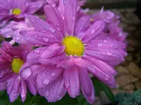 Blümchen.webp