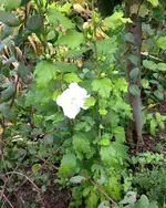 malvis1.webp