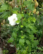 malvis2.webp