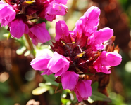Braunelle Rosenkugel_640.webp