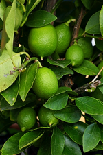 Lemonen am Strauch_500.webp