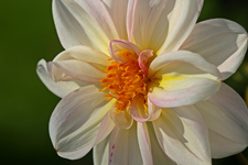 Mini_Dahlie Weiss_640.webp