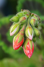 rote Pelargonienknospe_500.webp