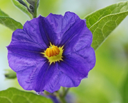 Solanum Rantonnetii_Enzianstrauch_640.webp