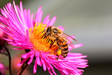 Wildbiene an Herbstaster3_900.webp