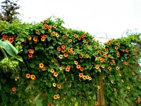 34944.webp