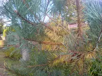 DSC00211.webp