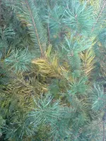 DSC00212.webp