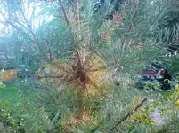 DSC00213.webp