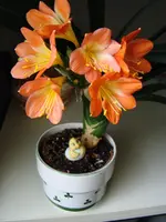Clivia  003.webp