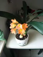 Clivia  002.webp