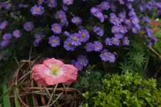 mohn an aster.webp
