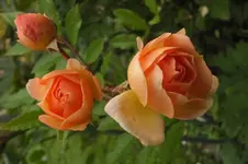 gishlaine de feligonde.webp