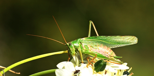 großes Heupferd3_640.webp