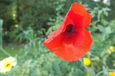 mohn.webp