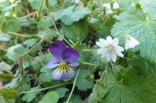 storchi und veilchen.webp