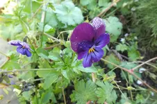 veilchen.webp