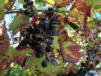 100_1886.webp