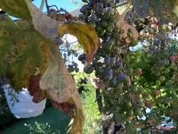 100_1888.webp