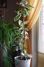 Gummibaum 01.10.webp