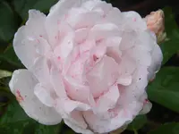 DSCF0293.webp