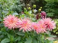 Dahlie Alain Mimoun.webp
