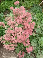 Fette Henne.webp